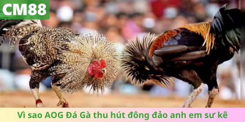 Vì sao AOG Đá Gà thu hút đông đảo anh em sư kê